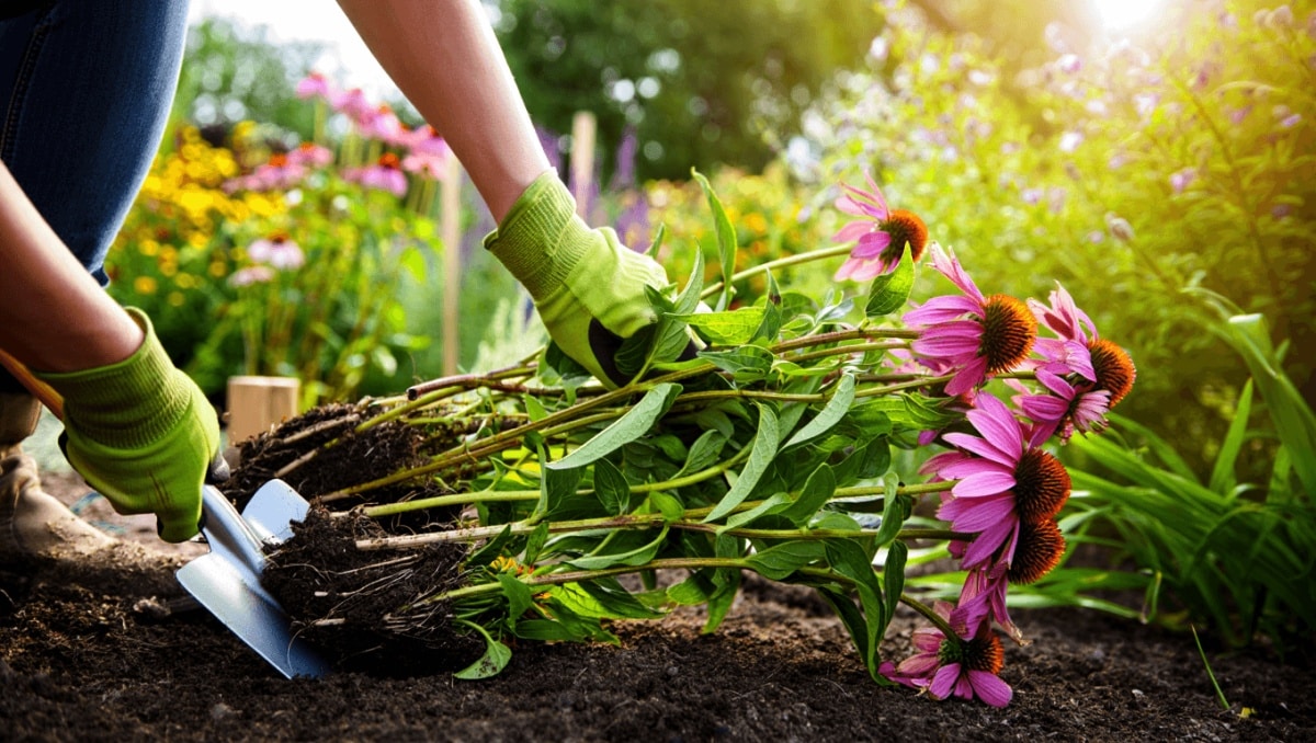 Dividing These 8 Perennials In May Is Something You Shouldn't Skip
