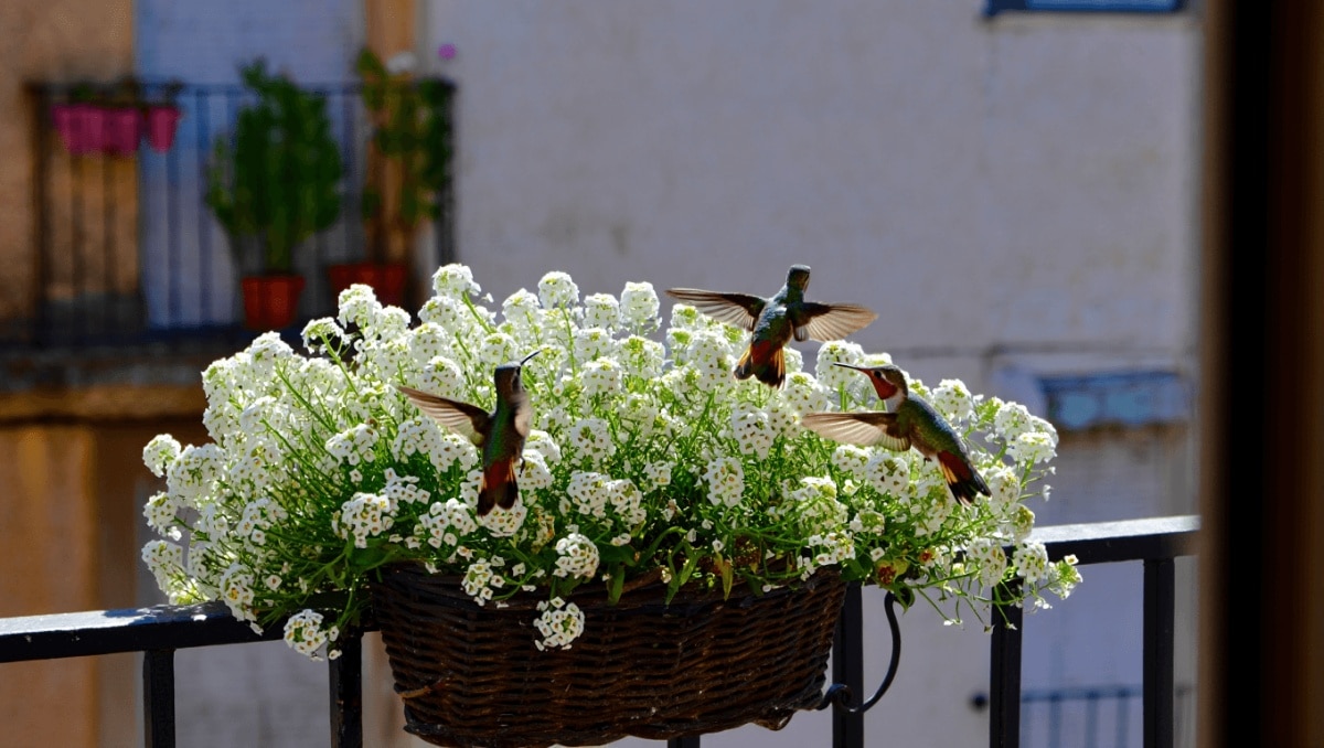 This Low-Maintenance Hanging Basket Flower Attracts Hummingbirds All Summer Long