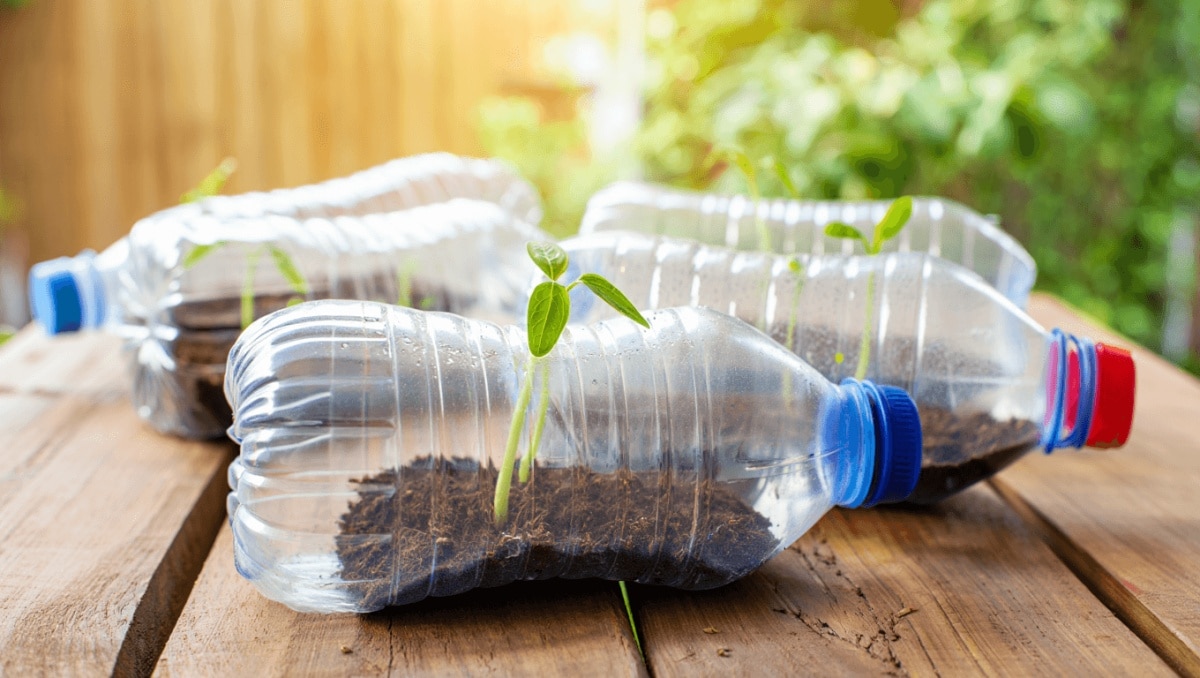 Don't Toss Plastic Water Bottles: There's A Neat Way To Reuse Them In The Garden