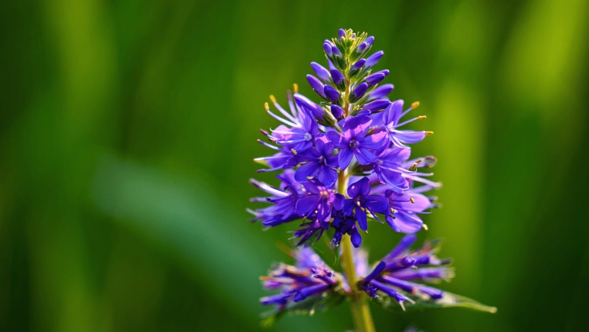The Low-Maintenance Purple Perennial That'll Keep Your Garden Blooming For Months