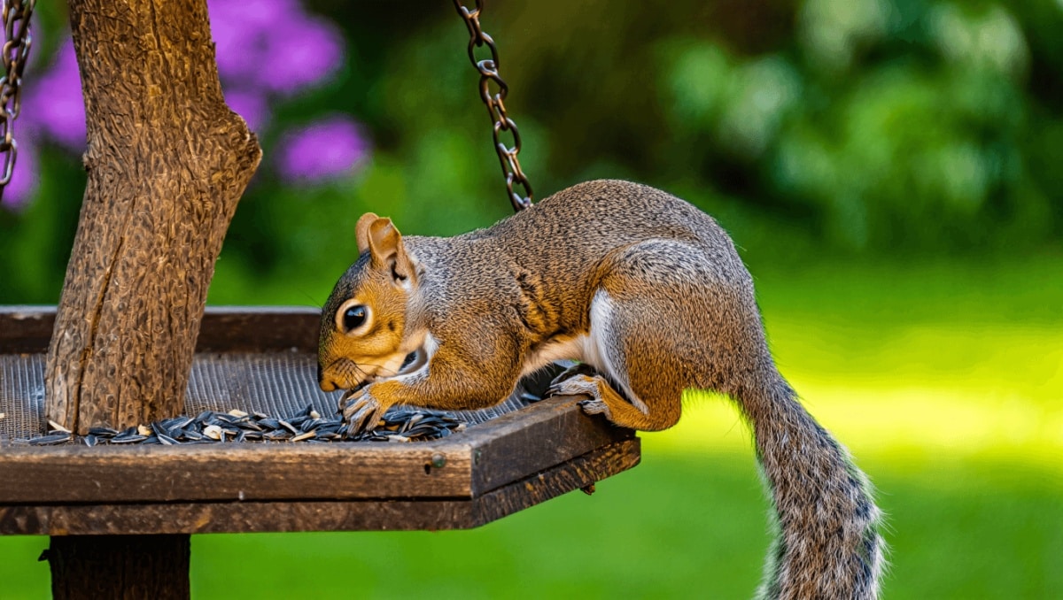 The Common Pantry Item That May Help Keep Squirrels Away From Your Garden