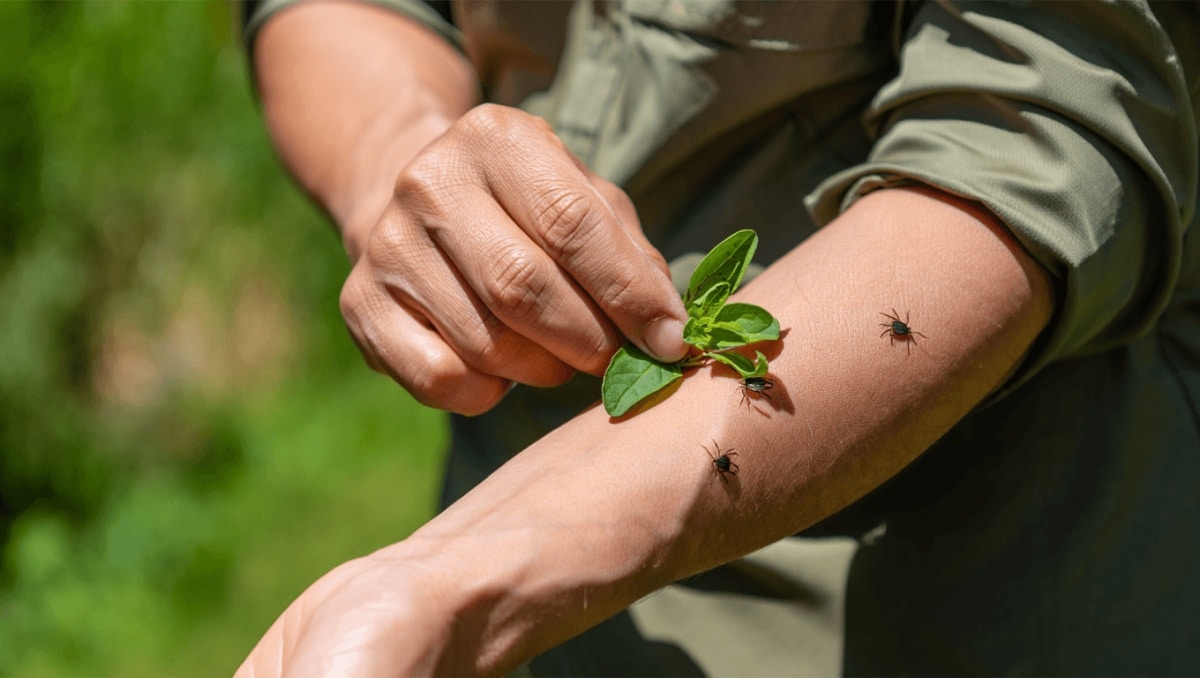 Keep Ticks Away With This Simple Herbal Scent