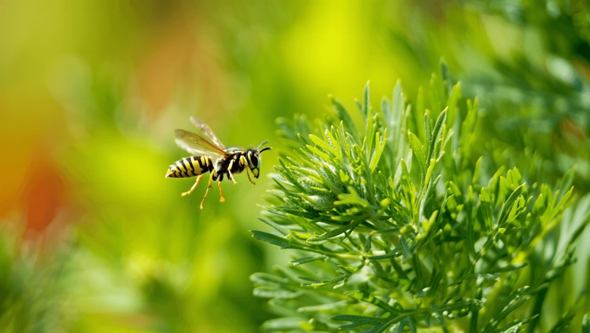 Keep Wasps Out Of Your Yard With An Easy-To-Grow Herb They Can't Stand