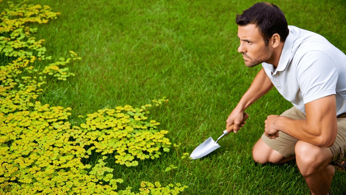 Neither Crabgrass Nor Spurge Weed: The Overlooked Weed Quietly Destroying Lawns