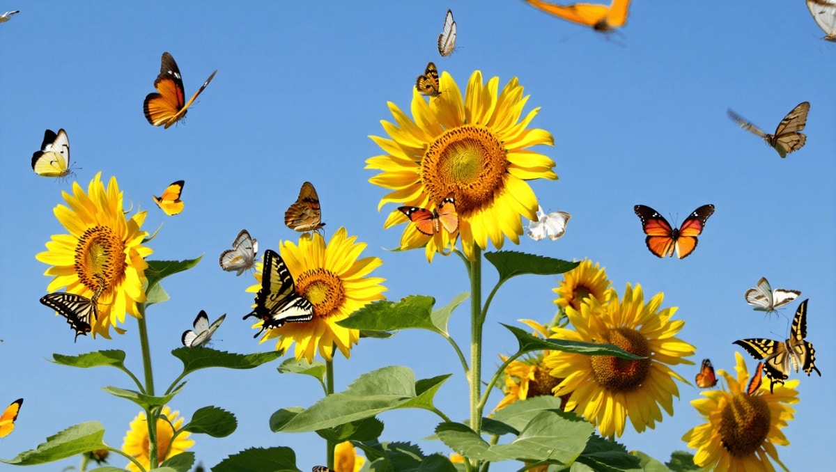 Not Butterfly Bush Or Coneflower: The Flower That Attracts Butterflies Like Magic