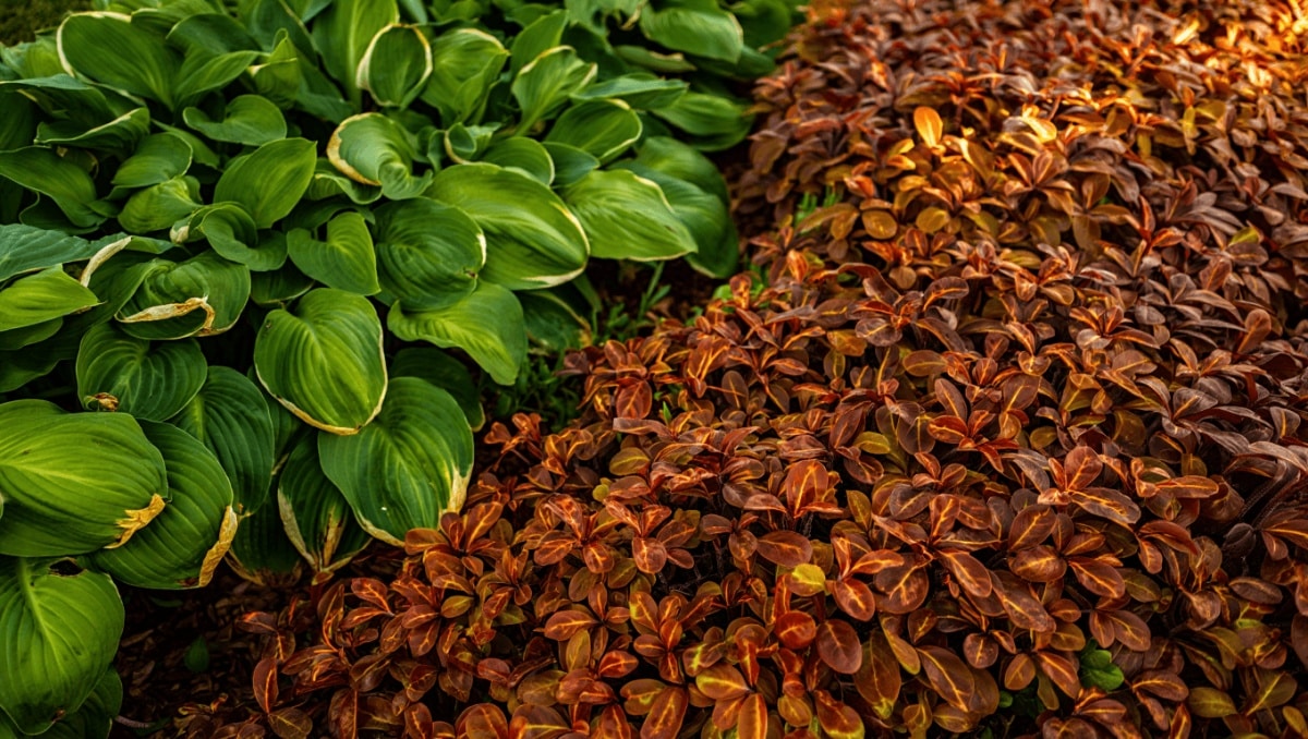 Ditch Traditional Hostas: There's Another Plant That's Great For Shaded Yards