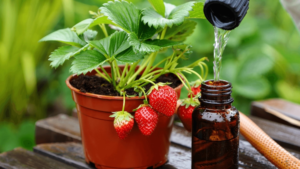 Not Banana Peels Or Eggshells: The Natural Fertilizer That Makes Strawberries Thrive