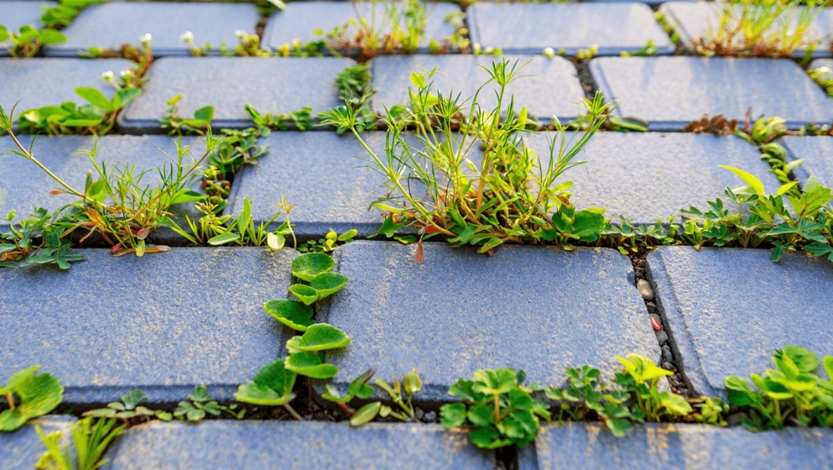 Not Weed Barriers: A Better Way To Keep Weeds From Growing Between Pavers