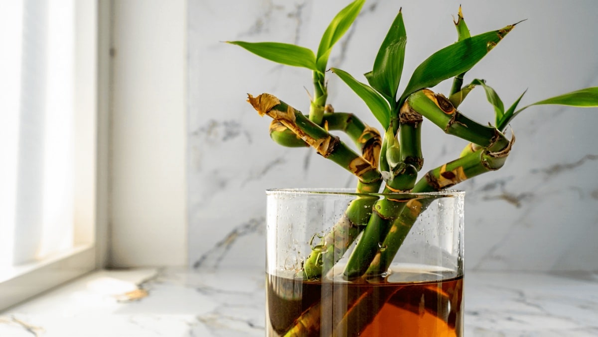 How To Save A Rotting Bamboo Plant