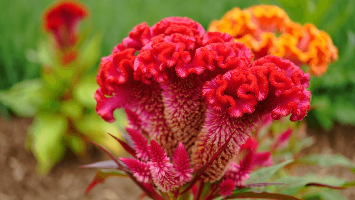Make Your Landscape Stand Out By Planting This Brightly Colored Flower In July