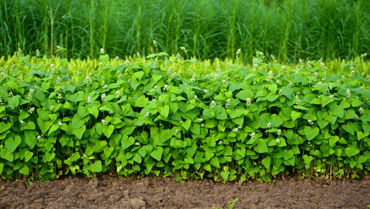 Plant This Overlooked Cover Crop In Late Summer To Prevent Sprouting Weeds