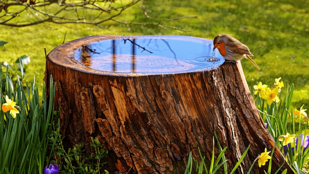 Use The Old Tree Stump In Your Yard To DIY The Most Enchanting Birdbath