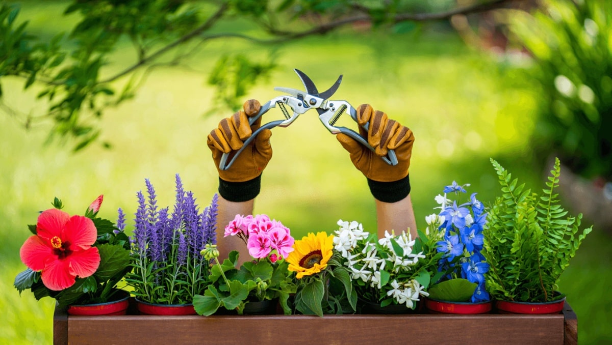 The 7 Plants Gardeners Should Be Pruning Right Now In July