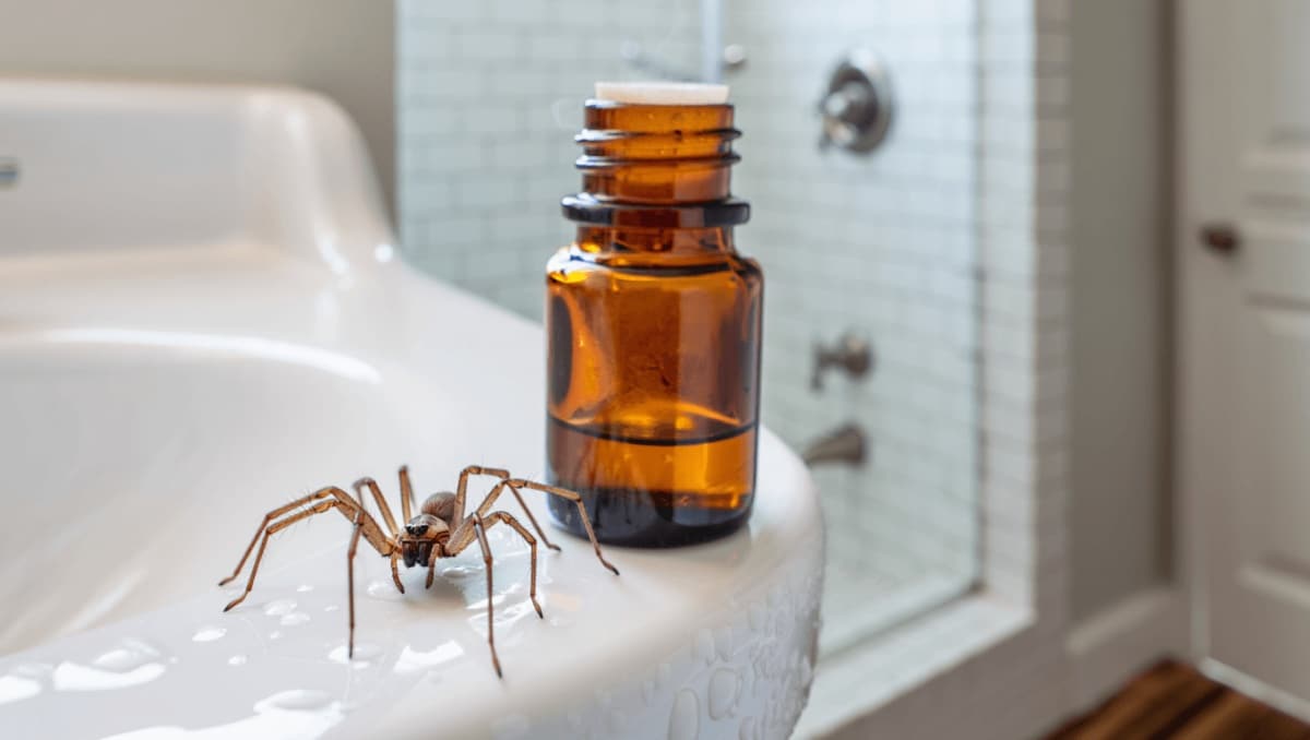 How To Repel Spiders With An Overlooked DIY Solution That's So Simple