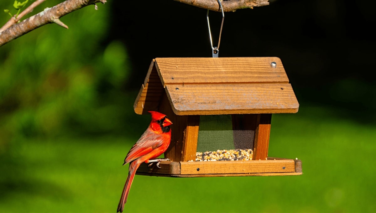 He Turns Scraps From Free Wood Pallets Into A Charming Bird Feeder That Keeps Seed Drier