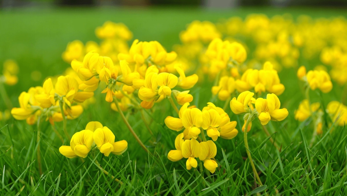 The Groundcover To Plant Now For Pretty Yellow Fall Color