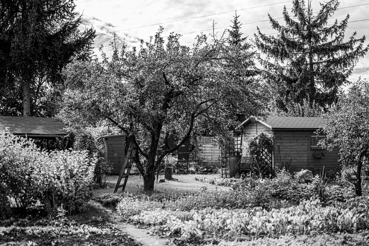 Shed integrated with climbing vines, planters, and yard landscaping design