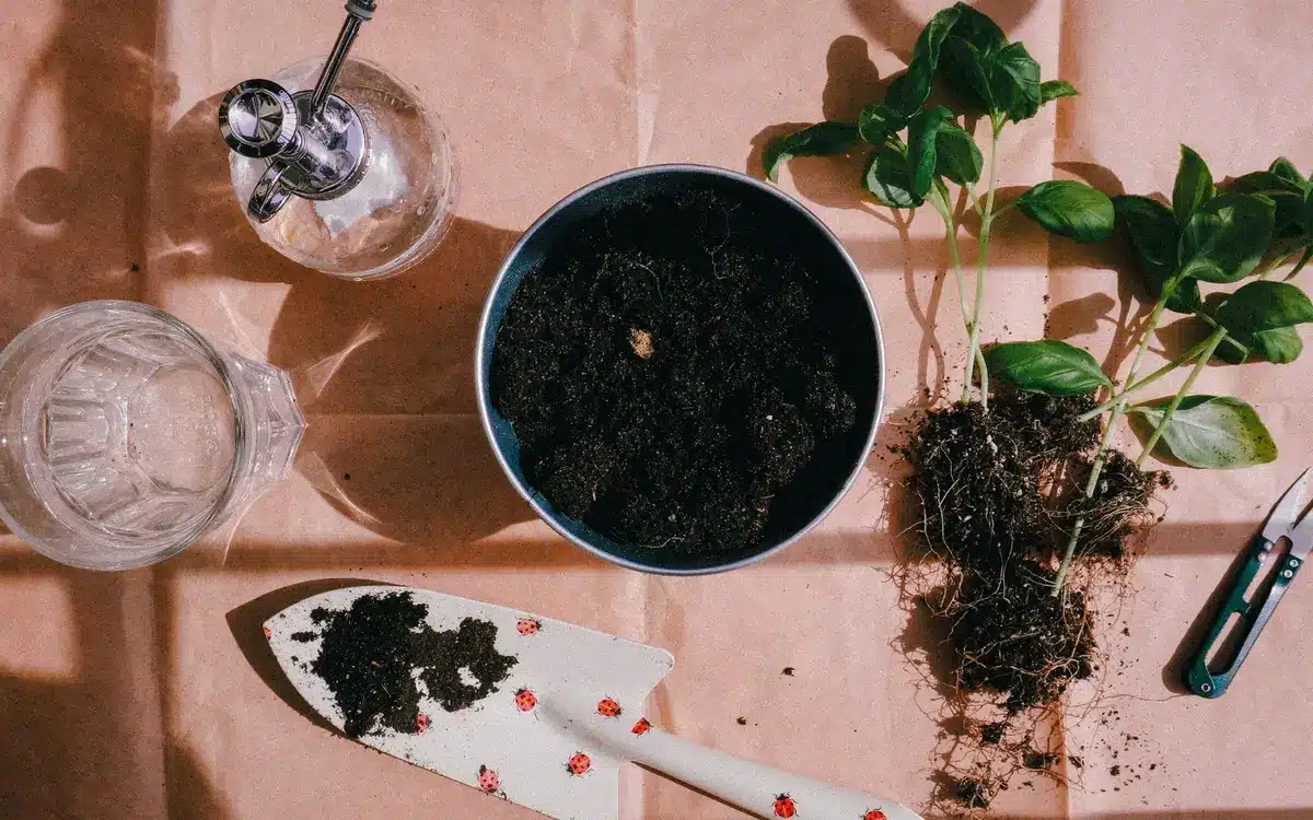 Fresh basil cuttings rooting in a glass of water on a windowsill.