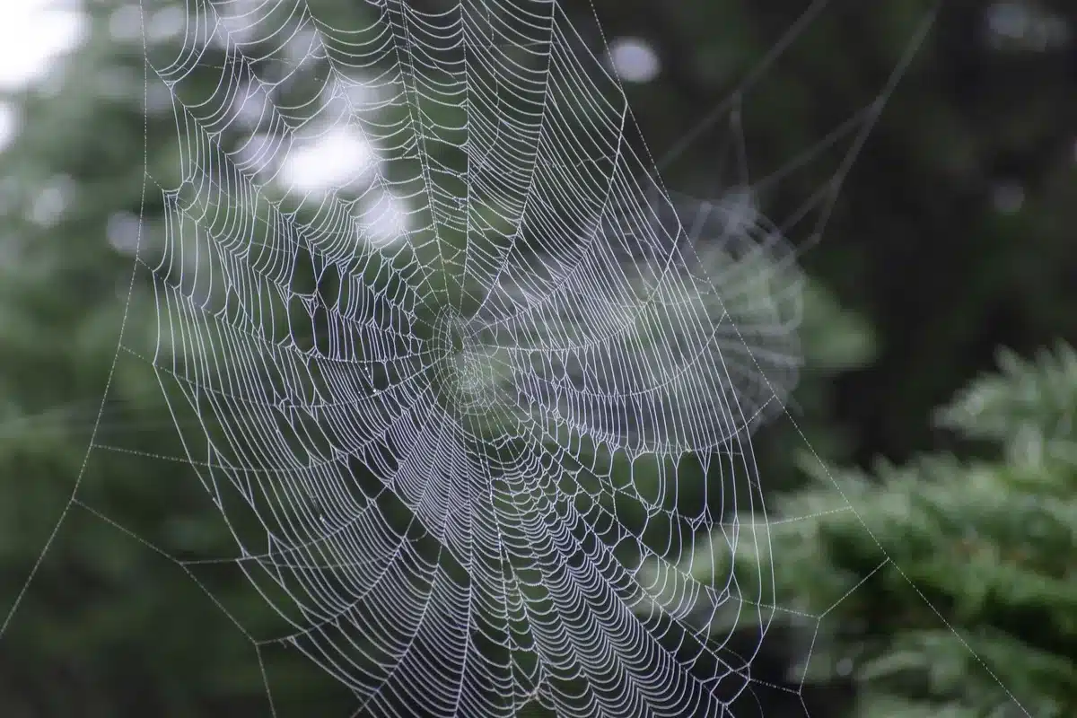 Comparison of brown recluse and black widow spider web patterns and textures