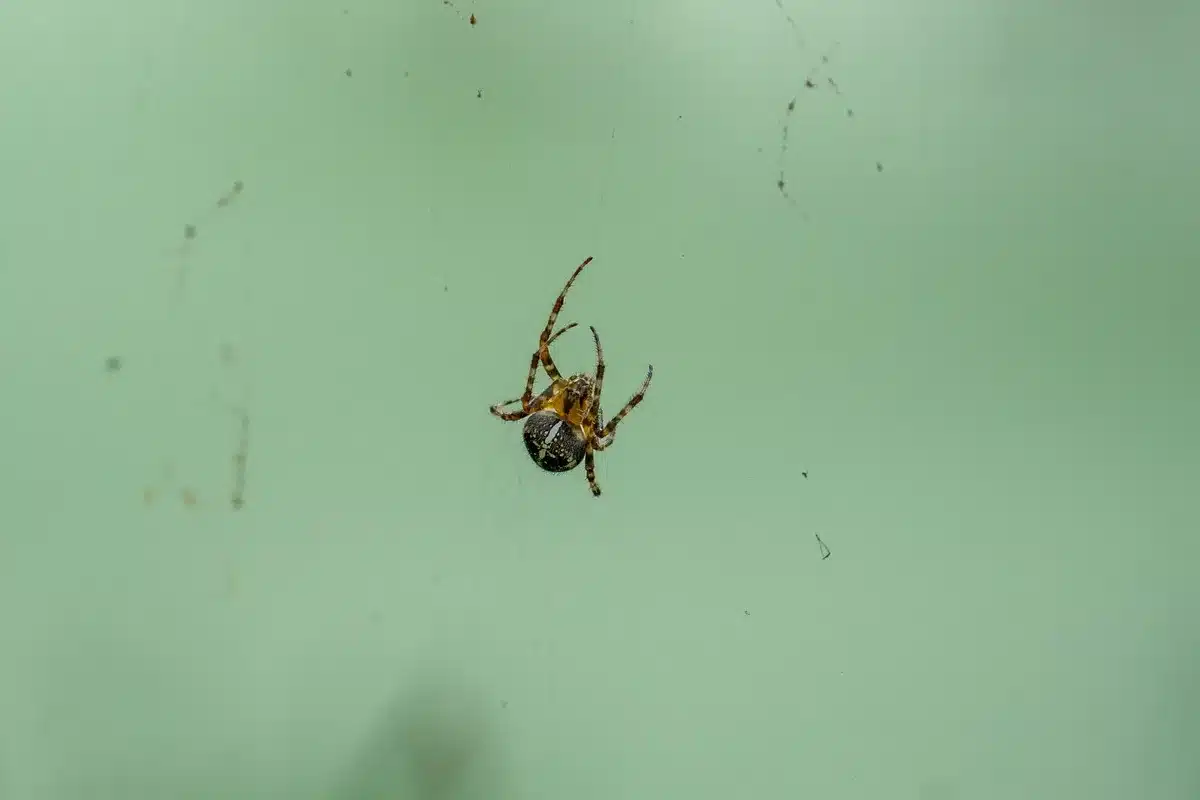 Person wearing protective gloves carefully removing a spider web with a long-handled tool