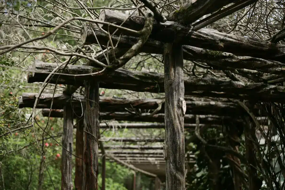 Wooden arbor structure with climbing roses and flowering vines creating a garden focal point