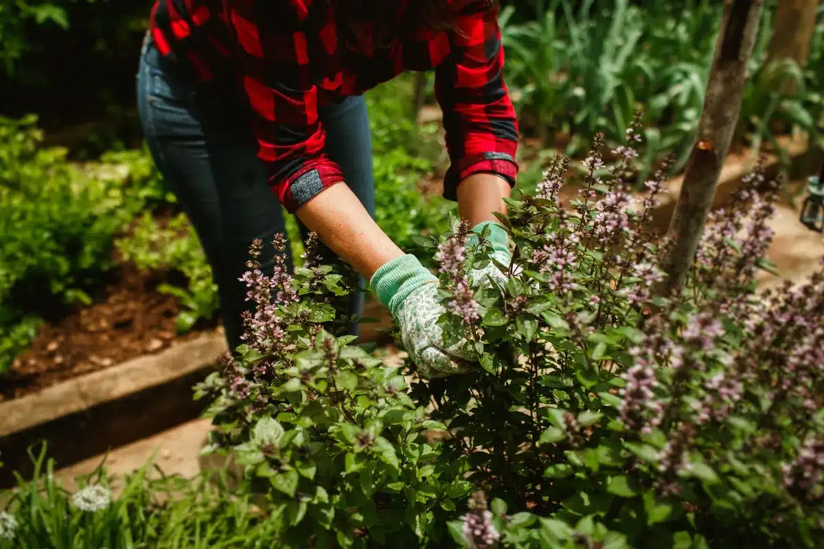 A gardener wearing protective gloves and long sleeves while handling plants in a garden setting.