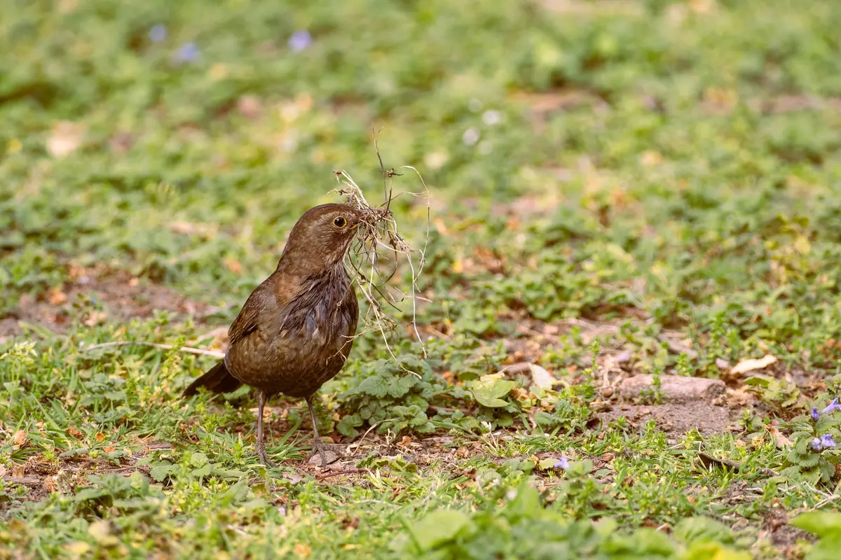 Nahaufnahme eines unordentlichen, kuppelförmigen Vogelnests aus Gras und Zweigen an einem Gebäude