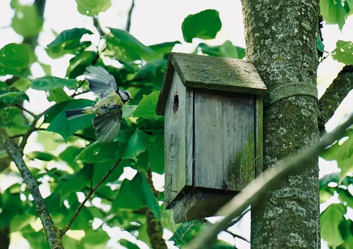 Vogelhaus mit einer Öffnung an einem Baum oder Gebäude, das für Singvögel gedacht ist