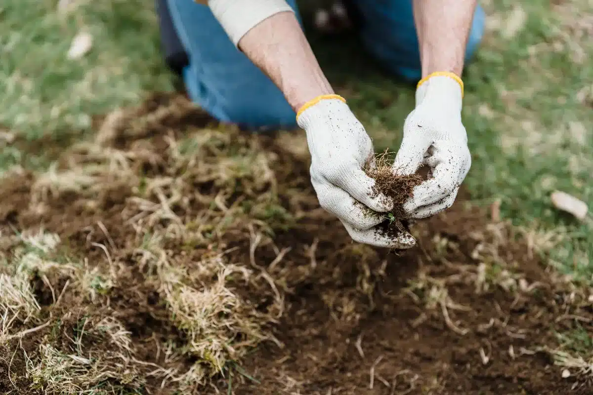 Lightweight handheld cultivator being used on a small lawn patch with bare spots