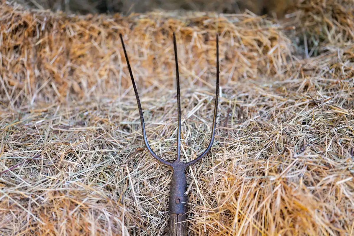 Different types of pitchforks with varying tine spacing and head widths