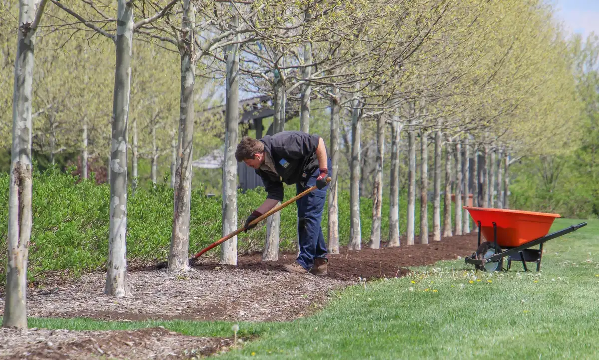 Gardener working with mulch near a wheelbarrow and raised garden bed