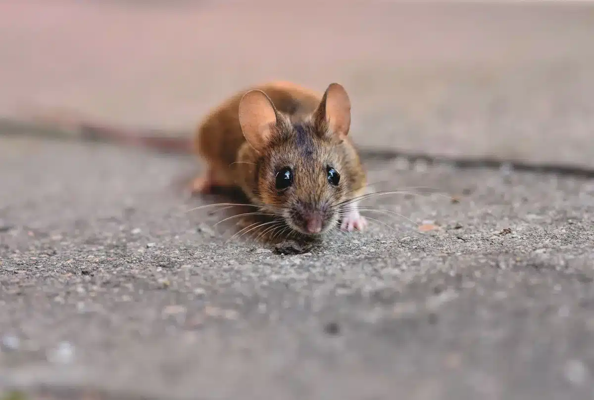Rodent traps and pest control measures in a residential yard