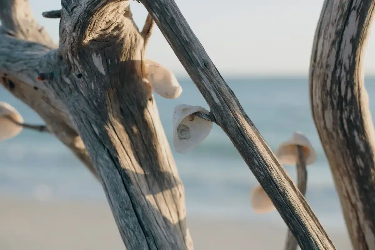 Assembling seashell strands by threading shells onto cord and knotting them