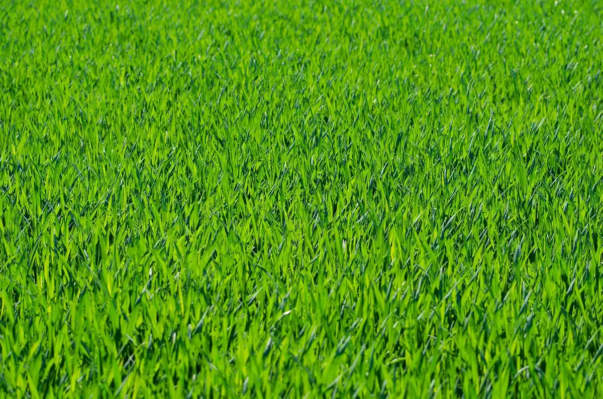 Grass seed being spread over thin and bare lawn areas in early fall