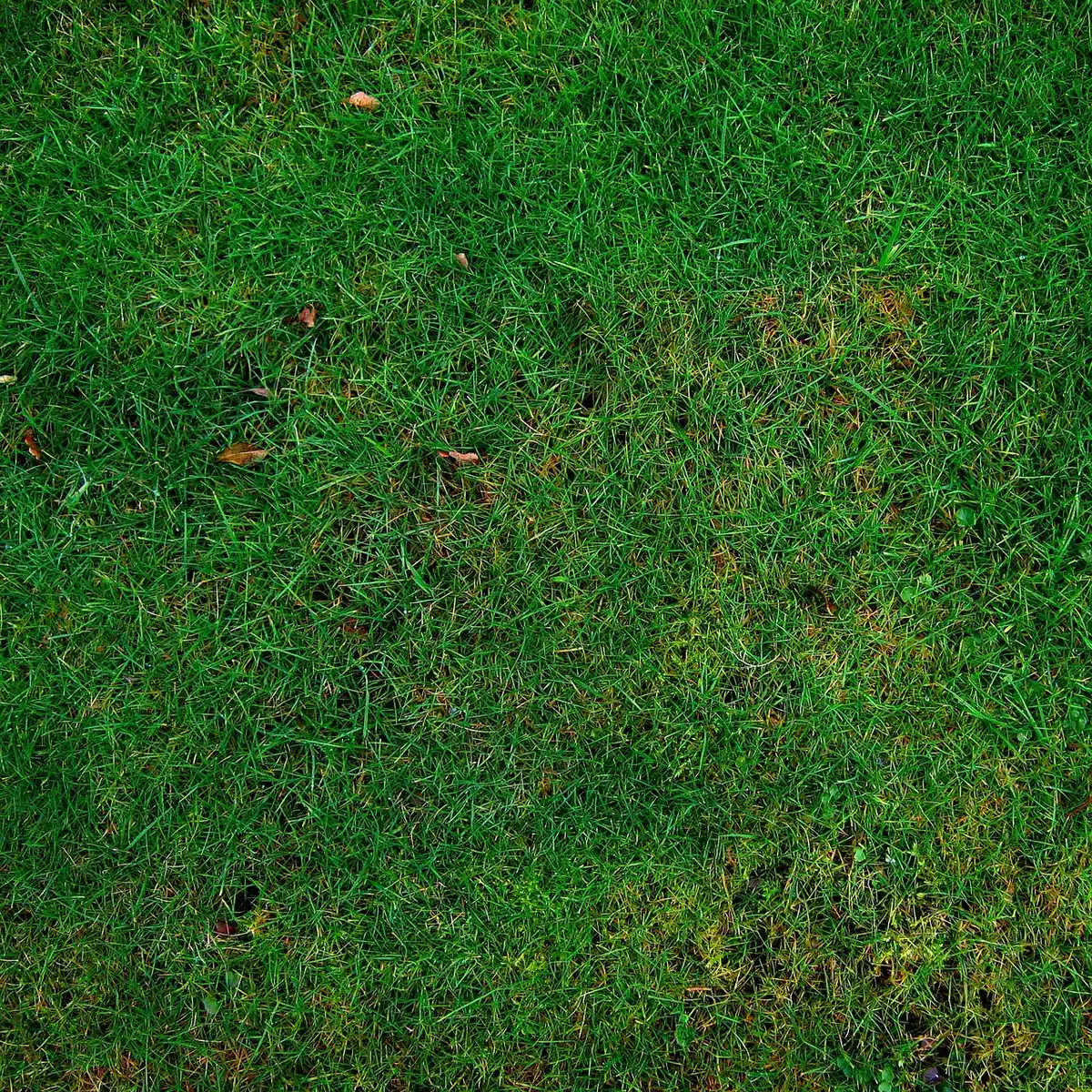 Person applying granular fertilizer to lawn in early fall