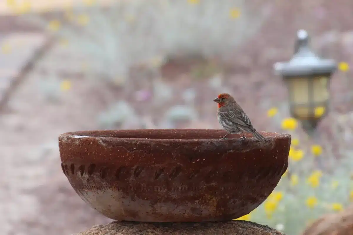Lightweight metal birdbath with decorative trellis and climbing plants in a garden