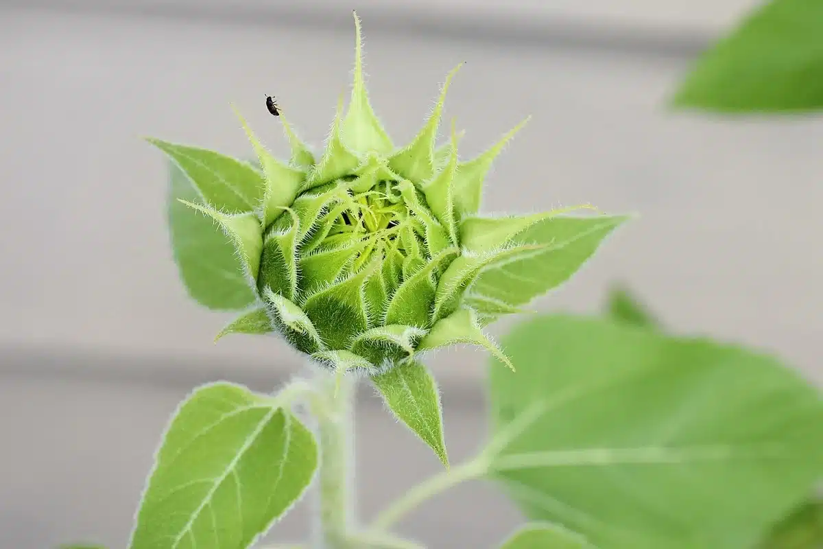 Close-up of sunflower and coneflower seed heads left standing in a garden
