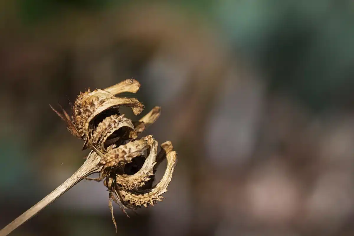 Dried seed heads and fallen leaves in an autumn garden corner, birds' food source