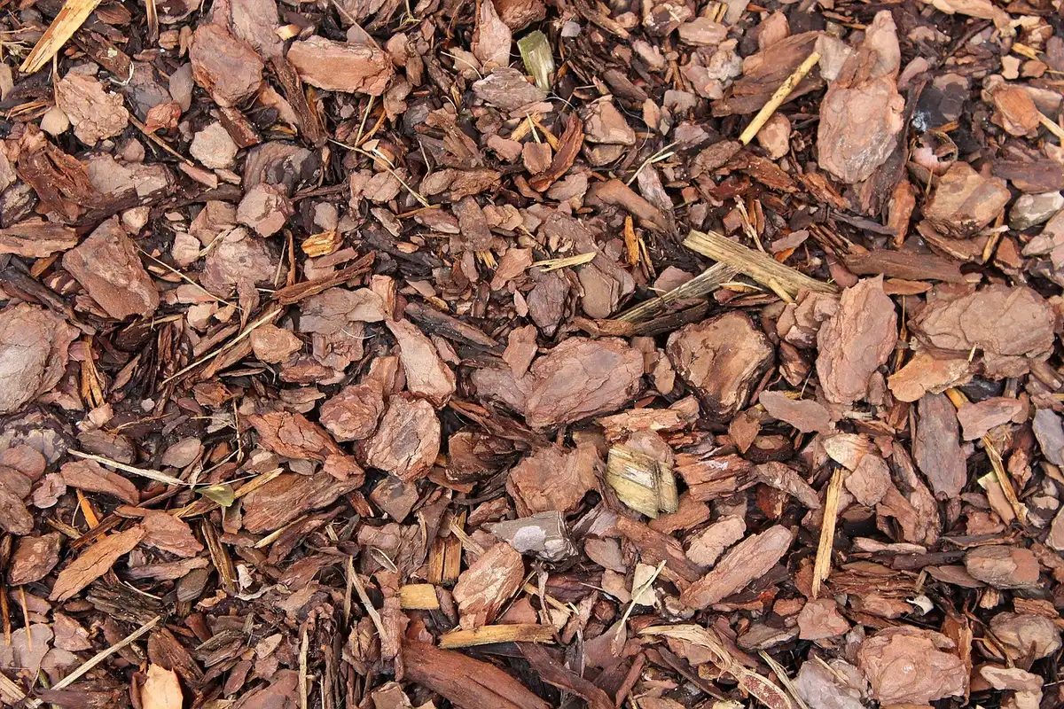 Corrugated cardboard and mulch covering a garden bed