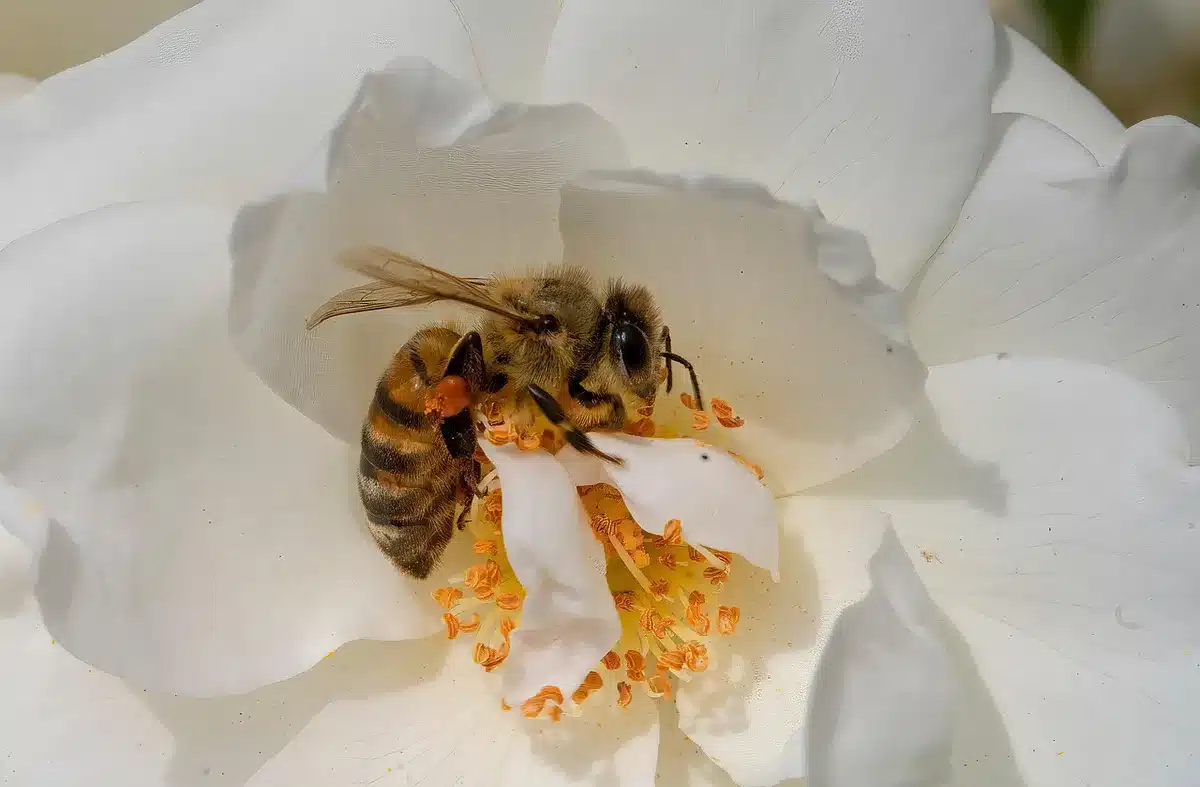 Close-up of a bumble bee showing a fuzzy, striped abdomen