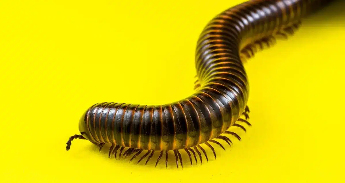 Close-up of a flattened centipede showing single leg pairs per segment