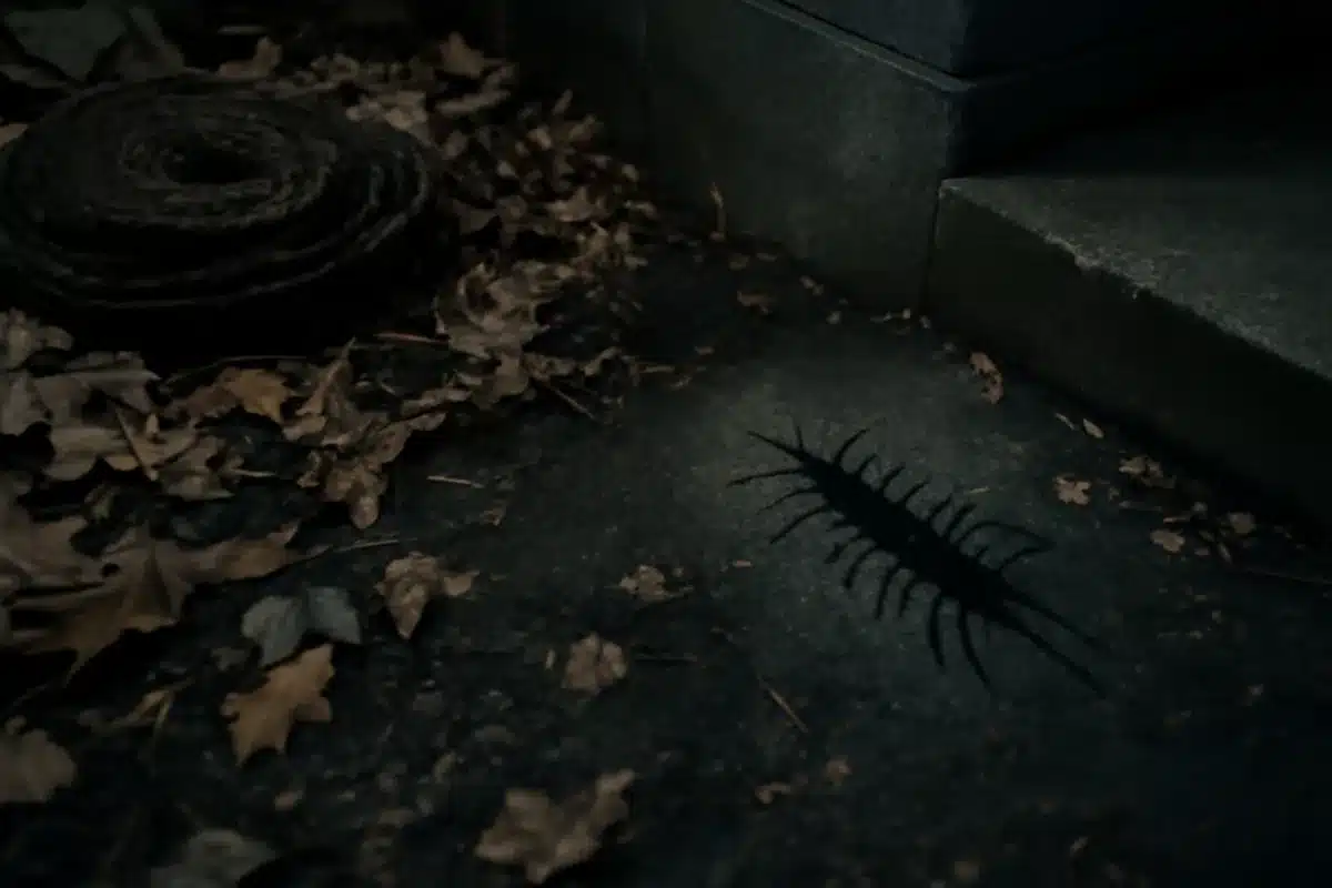 Centipede vs millipede: spot the difference in seconds