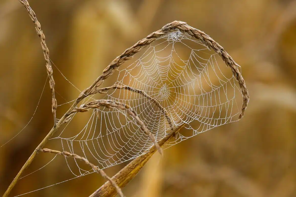 Dusty cobweb with debris caught in tangled silk strands in a corner