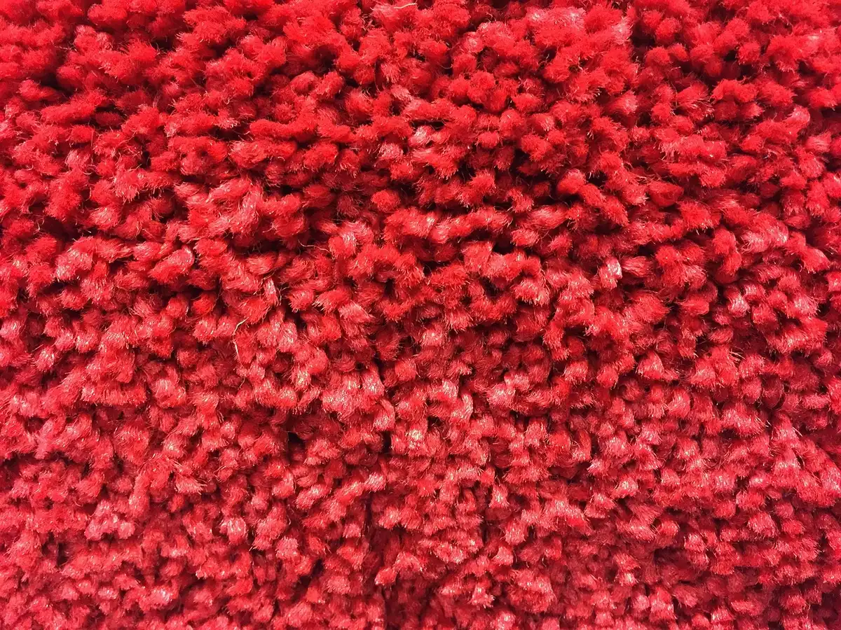 Close view of a carpet cleaner head extracting moisture from carpet fibers