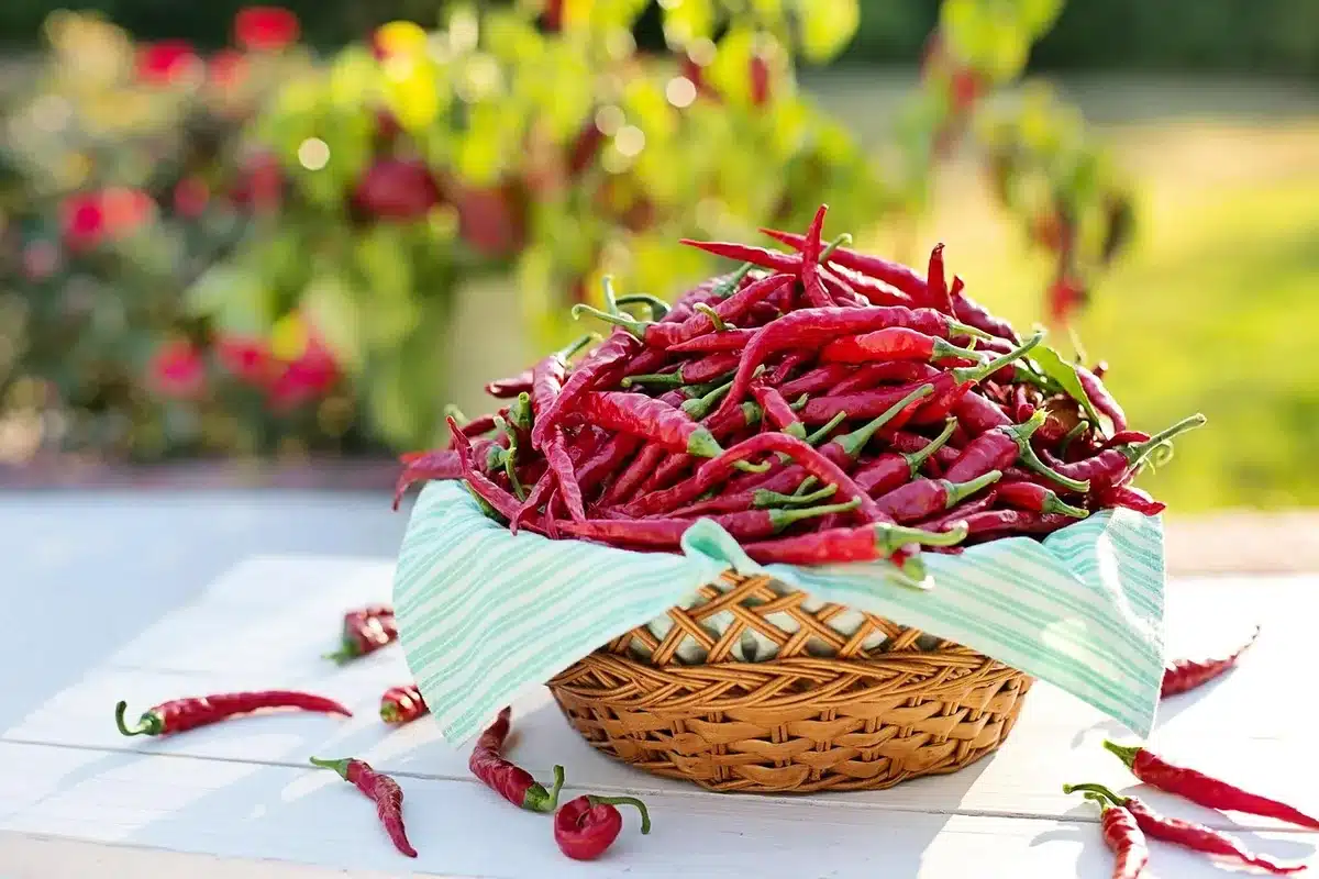Spray bottle with cayenne pepper solution being applied to garden plants and soil
