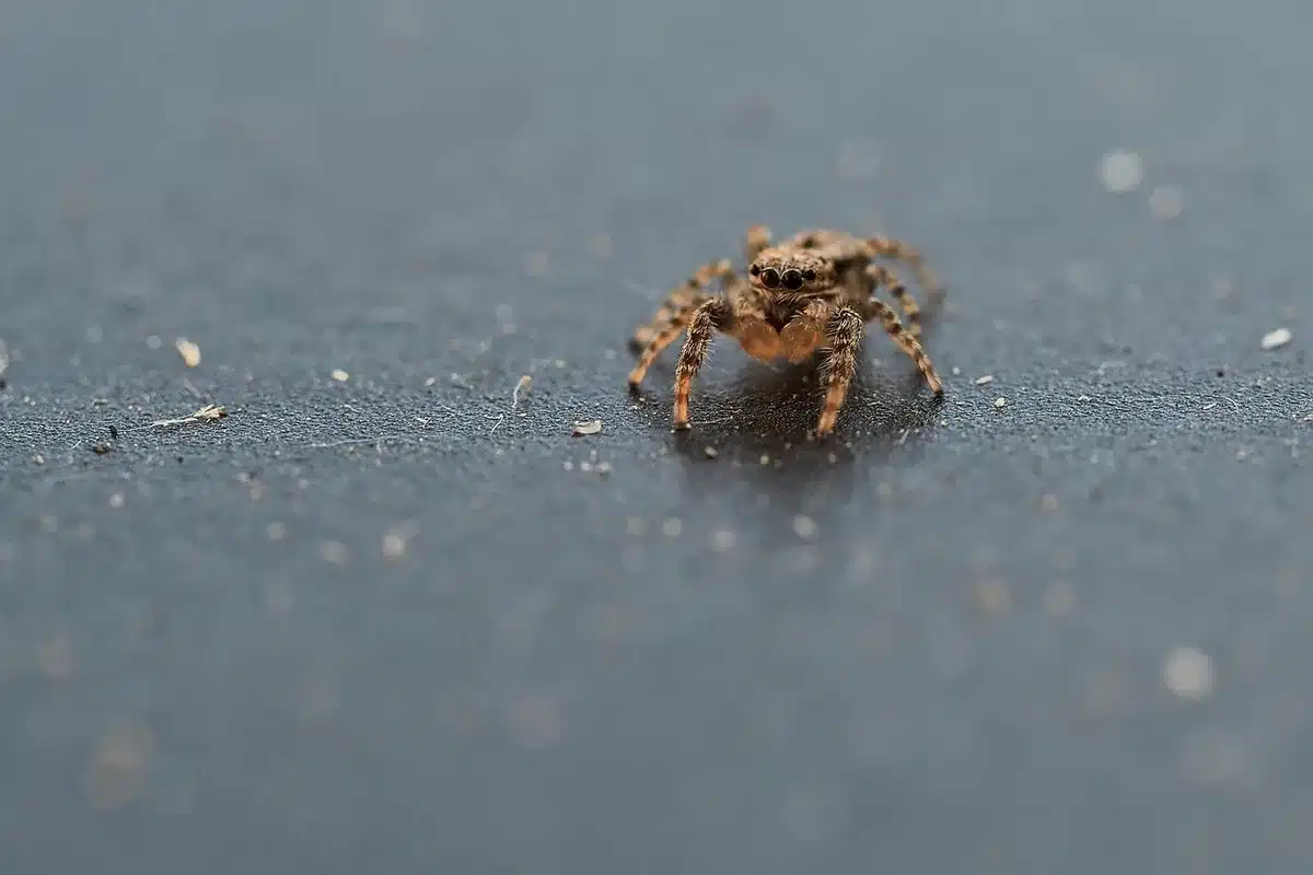 Macro close-up of spider eyes showing eye arrangement pattern