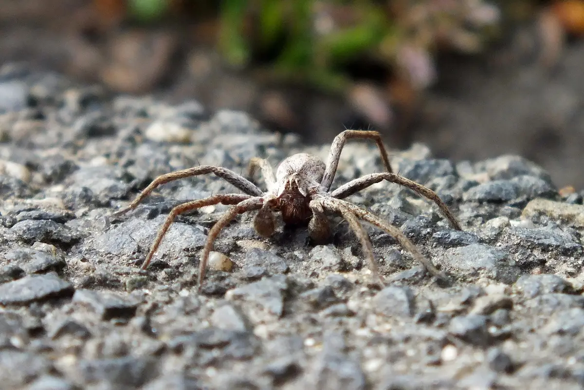 Two brown spiders side by side showing body shape and leg differences