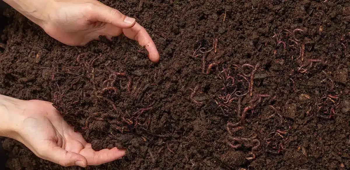 Hands holding dark soil over a lawn with bare patches