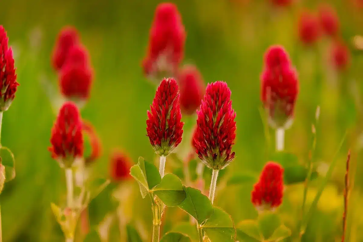 Close-up of common fall weeds including dandelion rosette, white clover, and chickweed on grass