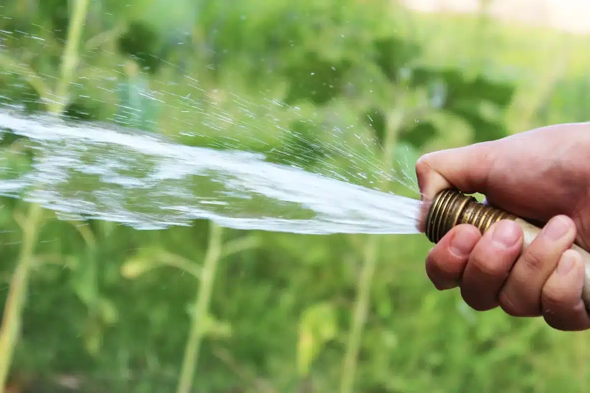 Gardener spraying herbicide on broadleaf weeds in a lawn during early autumn